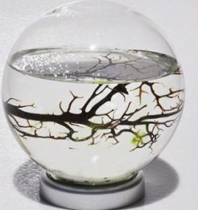 Ecosphere shrimp tank