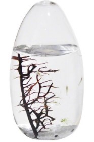 ecosphere shrimp